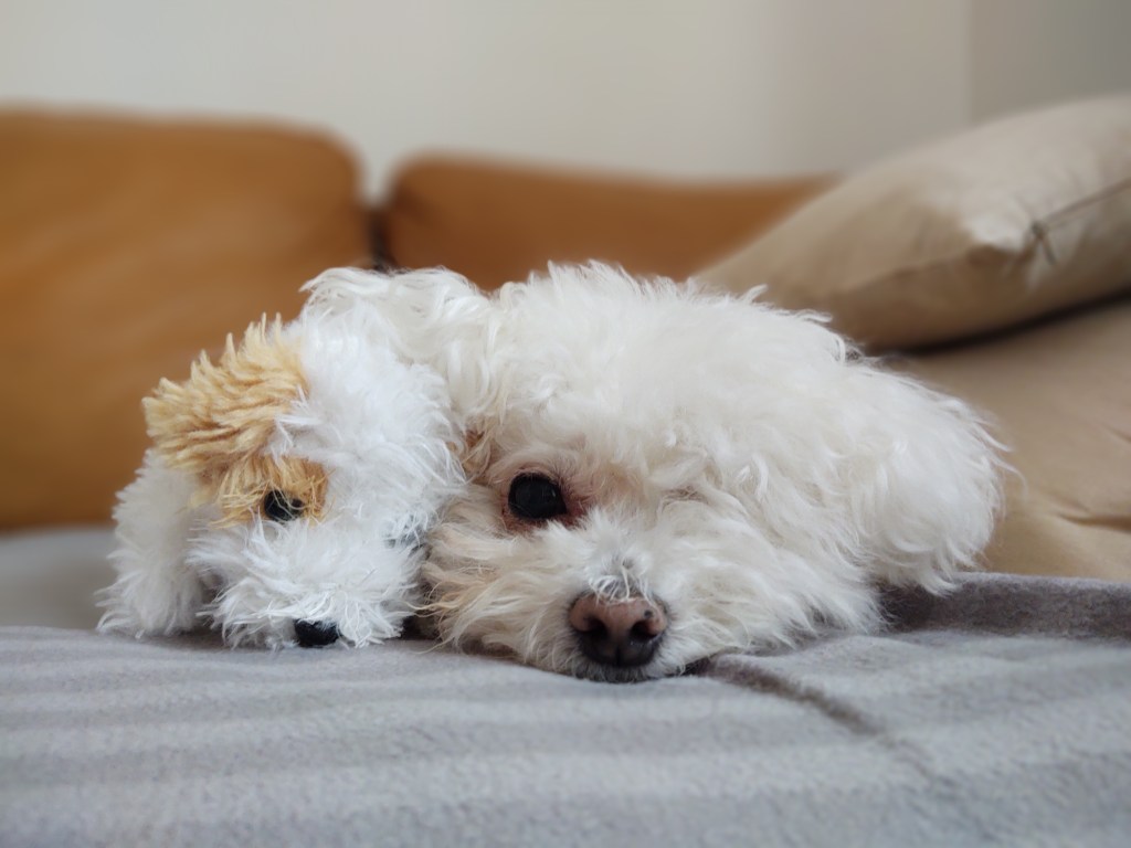 Cute Bolognese puppy playing with plush toy.