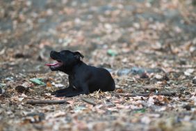 One of the Pit Bulls lying on park ground, abandoned, starving, and freezing in Washington.