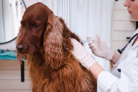 Veterinarian giving vaccine to a dog, in spite of growing hesitancy towards rabies vaccine by some pet parents.