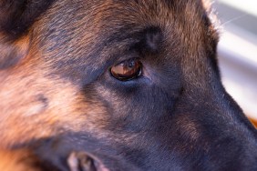 A German Shepherd who might be suffering from pannus (chronic superficial keratitis).