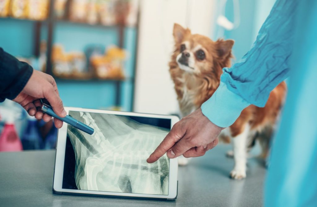 A dog being checked for Intervertebral Disc Disease (IVDD).