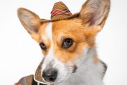 close up portrait of a cowboy corgi