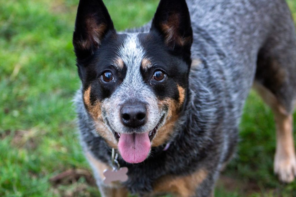 Close-up portrait of australian cattle dog, one of the parent breeds of the Cowboy Corgi