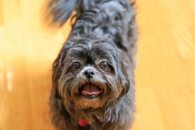 A Small grey Shih Tzu, like the missing dog in South Tampa.