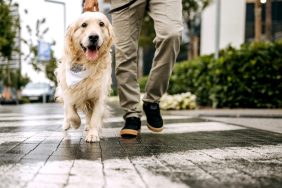 Golden retriever left for dead makes miraculous recovery in Washington state.