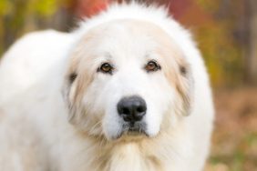 A fluffy white Great Pyrenees dog with cream colored badger markings stands against a backdrop of autumn leaves