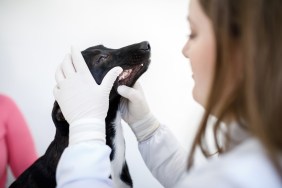 A dog who might be suffering from persistent deciduous teeth (persistent baby teeth).