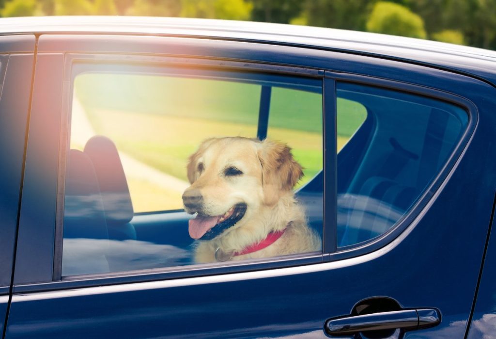 Dog on the backseat of a car with windows closed, like Roanoke pair arrested for leavings dogs in hot car facing heatstroke.