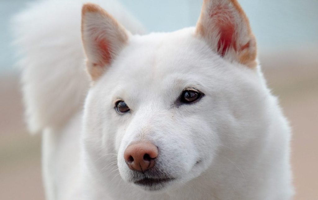 White Japanese dog Kishu Ken.