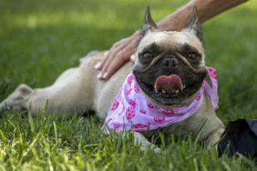 A French Bulldog similar to the one who got stolen in Washington D.C. last week before the dog was ransomed.