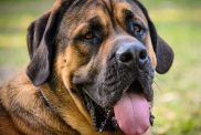 A close-up of an expressive English Mastiff.