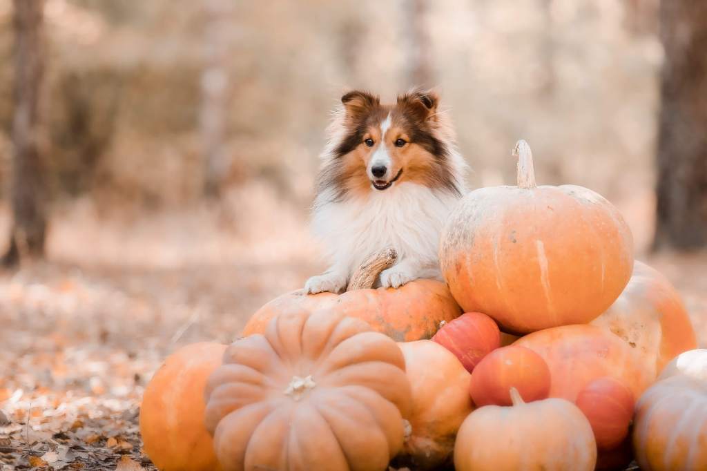 Sheltie dog perched atop a stack of pumpkins outside in the fall.