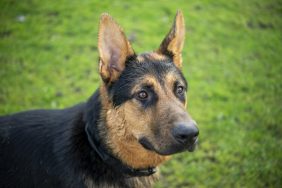 A black and tan Lab-Shepherd dog outdoors, like the one a couple finds fatally shot upon returning home.