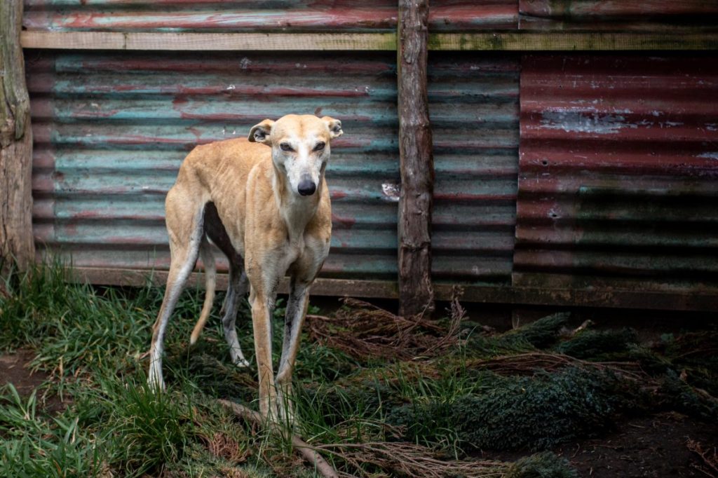 An abandoned and injured dog