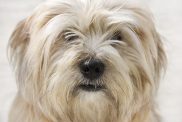 "Close up of a Dandie Dinmont Terrier, shallow depth of field."