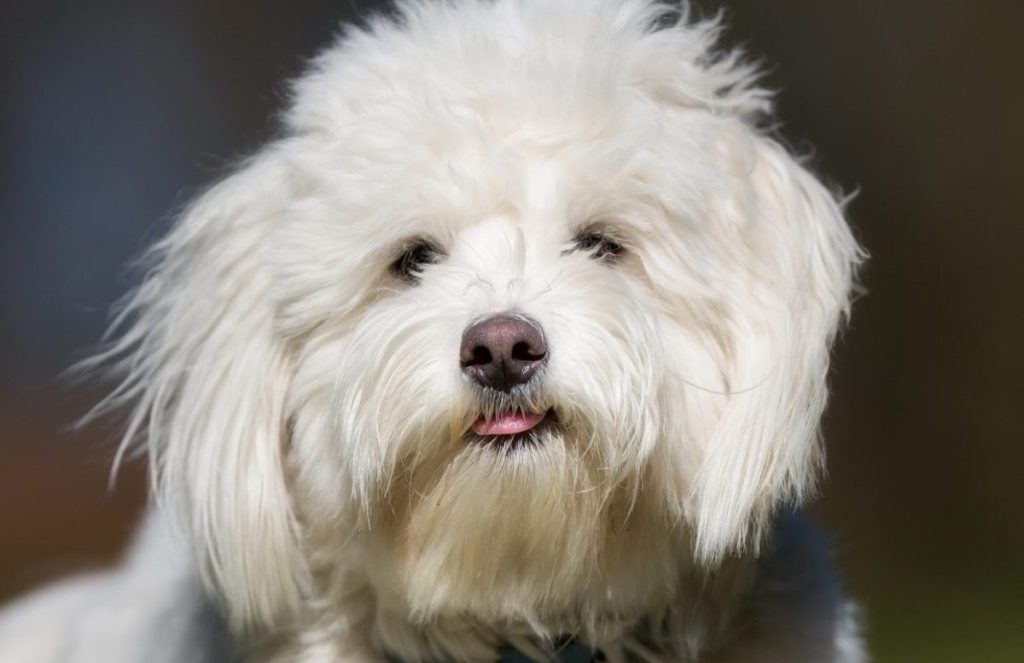 A purebred Coton de Tulear dog without leash outdoors in the nature on a sunny day.