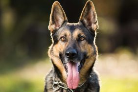 German Shepherd Dog Smiling Outdoors