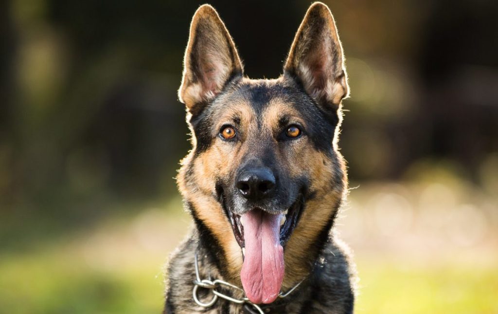 German Shepherd Dog Smiling Outdoors