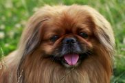 dog breed Pekingese on a green grass