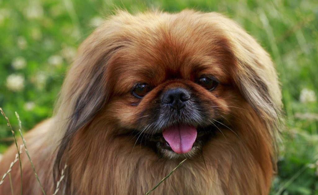 dog breed Pekingese on a green grass