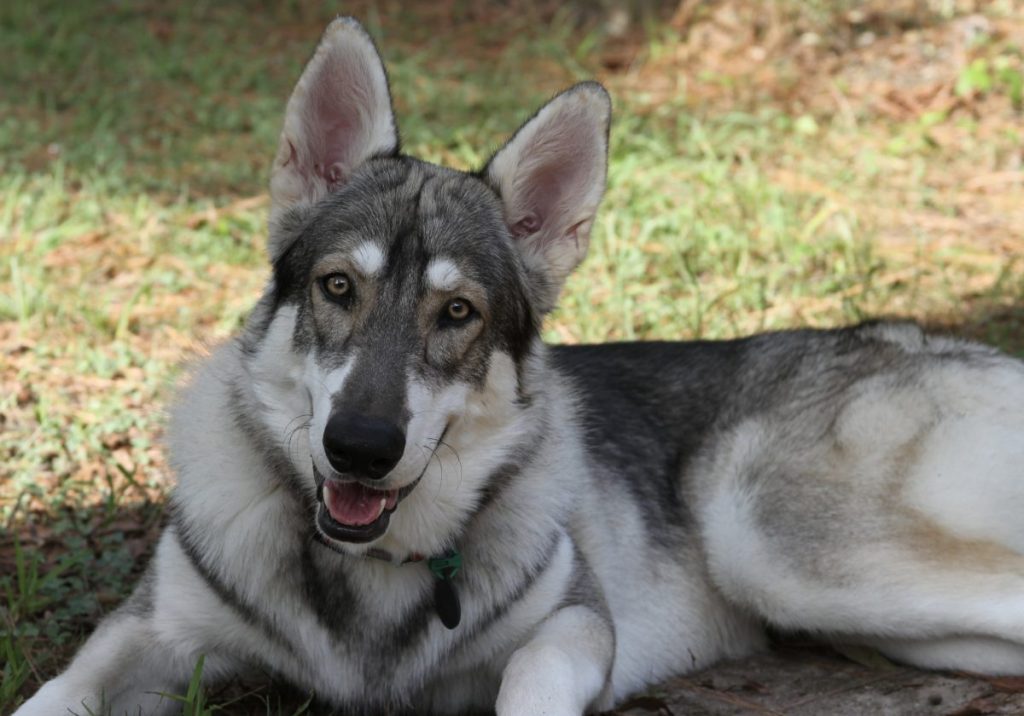 Northern inuit dog lying in grass