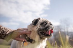 Woman checking to make sure Pug isn't wearing an embedded collar.