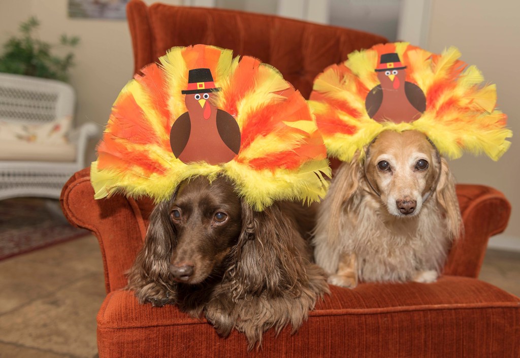 Two dachshunds wearing turkey headbands while sitting in a velvet arm chair.