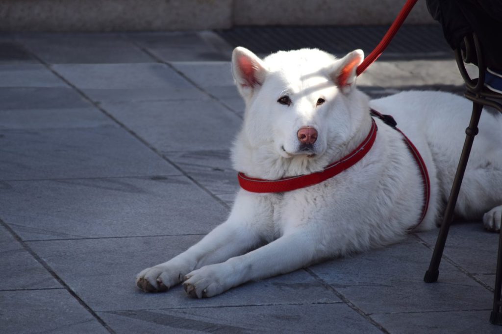 Purebred white Kishu Ken