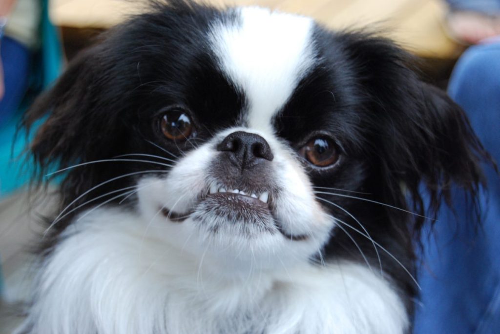 Happy Dog smiling to the camera