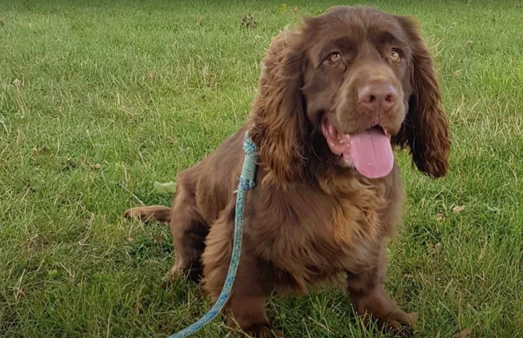 happy sussex spaniel sitting