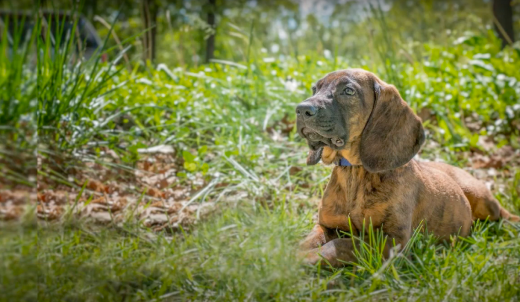 Hanoverian Scenthound sitting in the grass