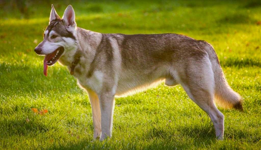 Northern Inuit dog standing in a field at sunset