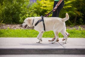 Guide dog leading young woman across crosswalk on city street, much like the one which has inspired the artist in NYC.