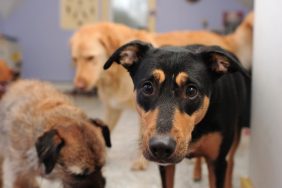 Older dogs at a shelter waiting for adoption, much like those rescued by Muttville in time for the holidays.