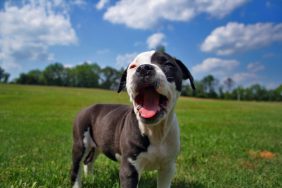 A cute American Bulldog puppy.
