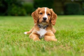 Cute Cocker Spaniel puppy sitting on grass.