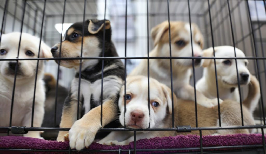 Scottish SPCA cautions families regarding criminal gang links to online puppy sales during Christmas. Pictured here are puppies in a crate.