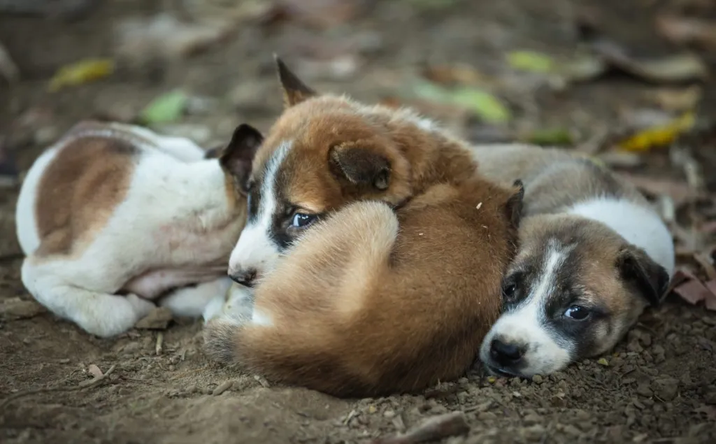 Three puppies similar to the ones who got abandoned in South Jersey last week that PETA now offers a reward to find the person responsible for abandoning them.