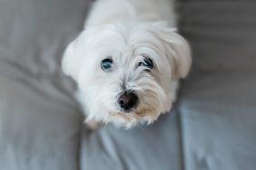 A dog, similar to the one who was killed in a hit-and-run incident in Delaware.