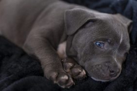 A sad-looking Pt Bull puppy lying down just like the puppy viciously attacked by multiple dogs.