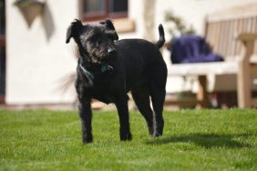 A dog similar to the one who was found living in the woods on her own for more than six years.