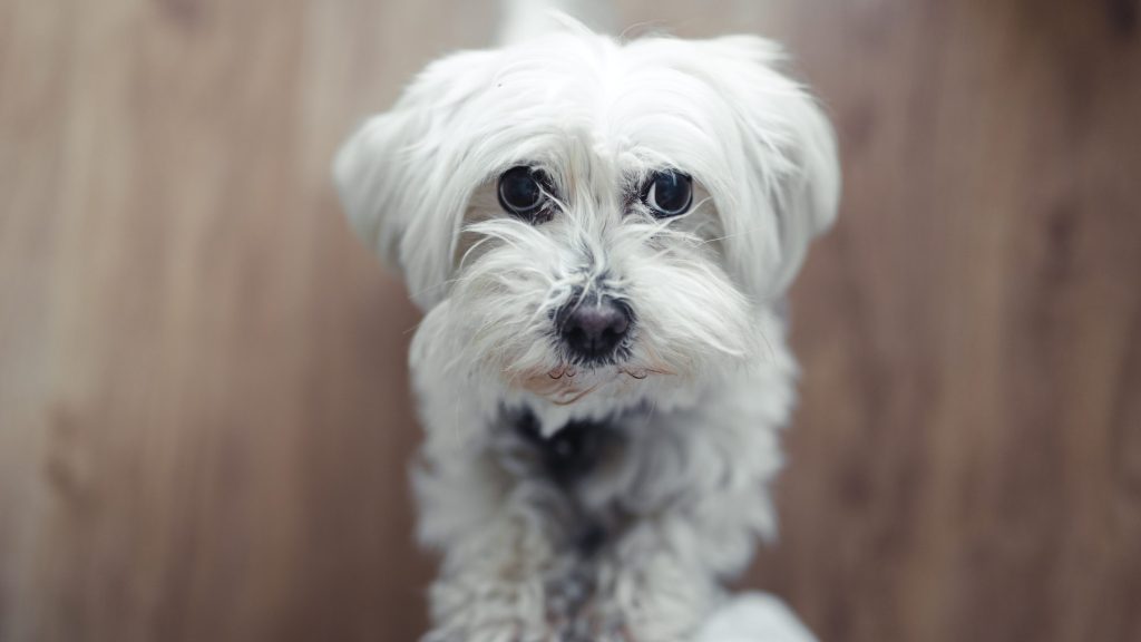 Maltese dog looking at the camera - bichón maltés mirando a la cámara