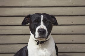 A dog like the one who was abandoned on a North Carolina highway and later rescued by a foster.