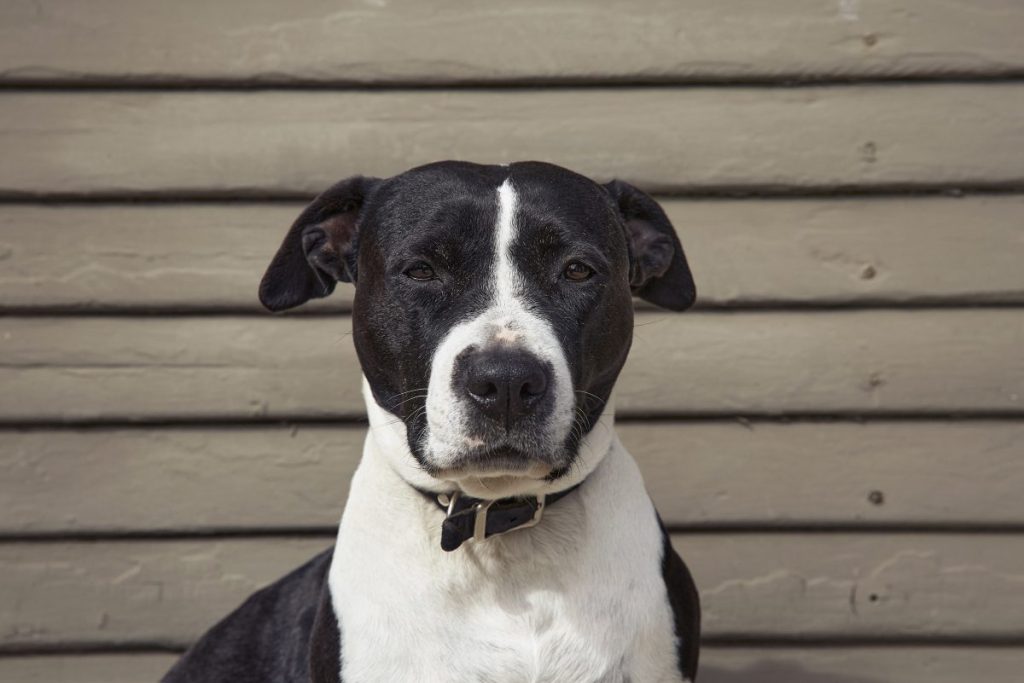 A dog like the one who was abandoned on a North Carolina highway and later rescued by a foster.