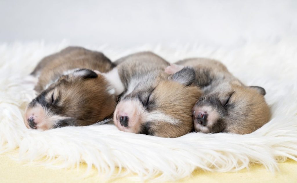 When do puppies open their eyes