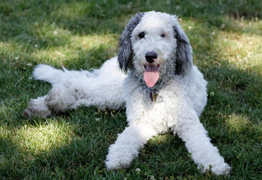 Pros and cons of a Bernedoodle