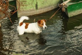 Dog standing in flooded waters while tied to a nearby structure like the dog chained to a tree in SC.