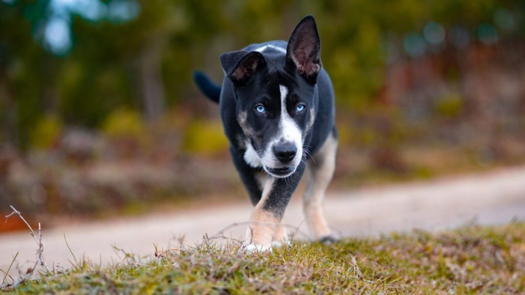 Selective focus shot of a black and white with blue eyes McNab puppy, playing, running outdoors in autumn park on blurry background