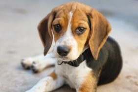 A Beagle seated on the ground, like the one accompanying Massachusetts man who beat up an elderly man's dog.