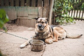 The dog on the chain lies beside the bowl of food like the "Mutts" comic guard dog.